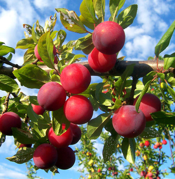Best Stone Fruit Trees to Plant in Early Spring Updated 2022
